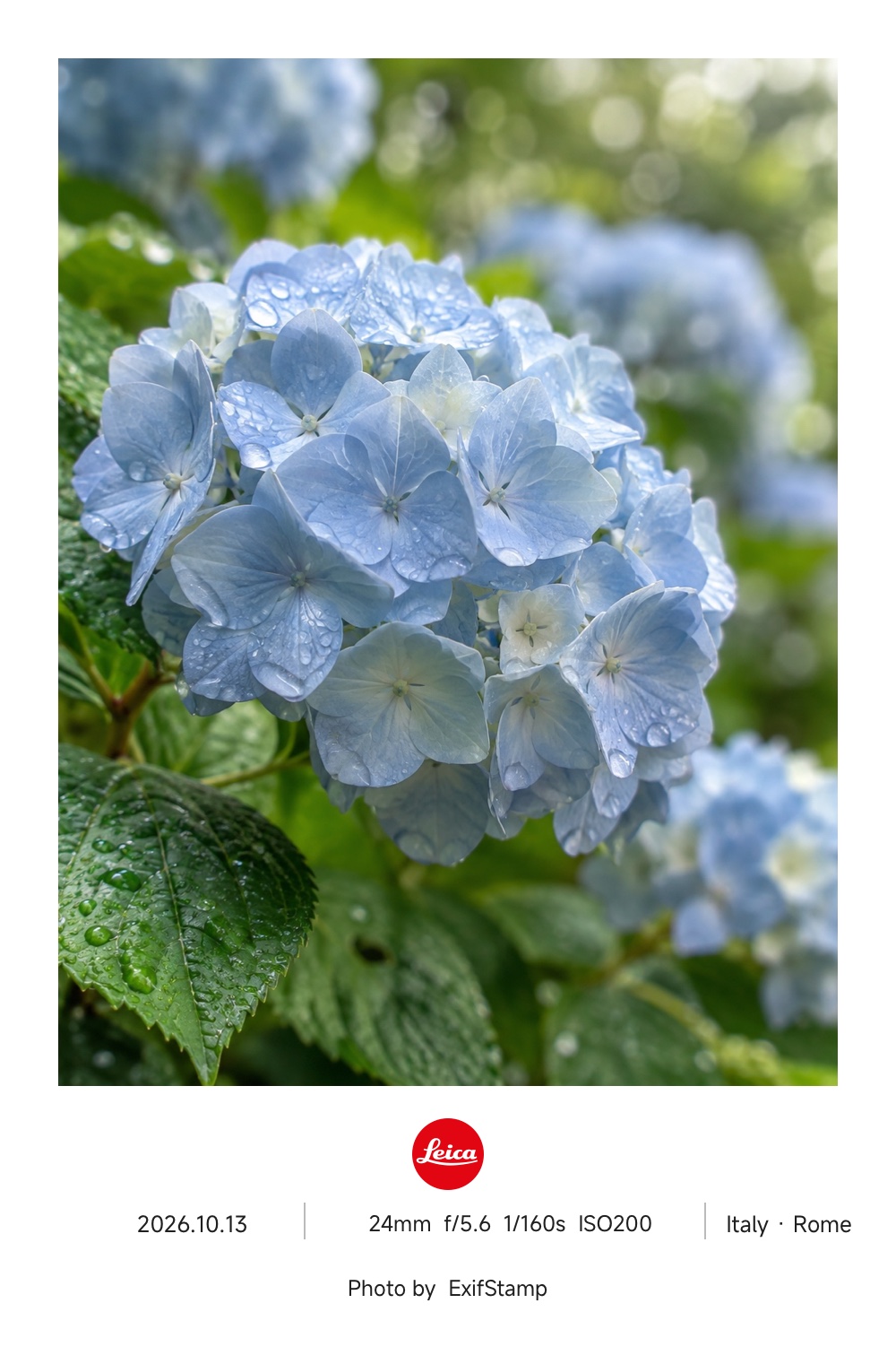 Sample artwork using the Photo Diary template